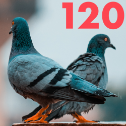 #120 – As the Pigeon Flies